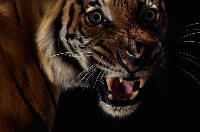 Тигр. Автор фото: Vincent J. Musi.