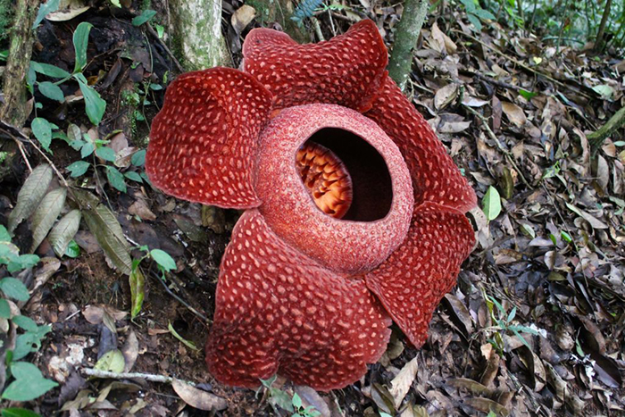Кровоточащий» гриб и цветок с запахом тухлого мяса: Где можно самые  странные растения