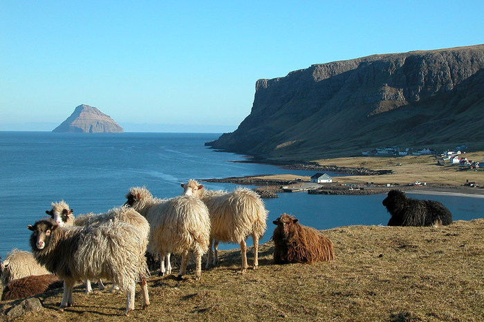 Овцы, пасущиеся в суровых условиях климата Фарерских островов.