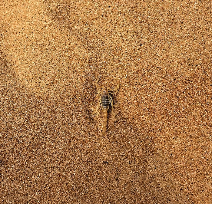 Почти невидимый на песке скорпион. Фото: Aimee Bristow.