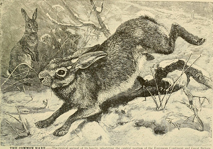 И кролики, и зайцы принадлежат к семейству Leporidae, но зайцы считаются более загадочными и независимыми. / Фото: FLICKR