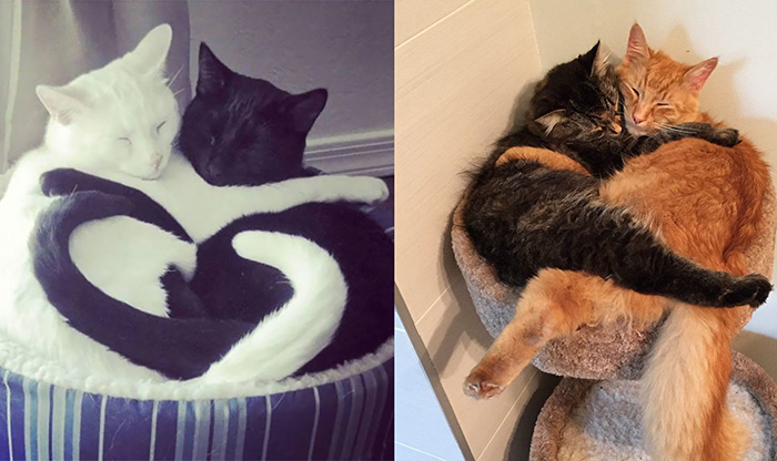 20 фотографий спящих кошек, которые не оставляют сомнений, что они милейшие  питомцы