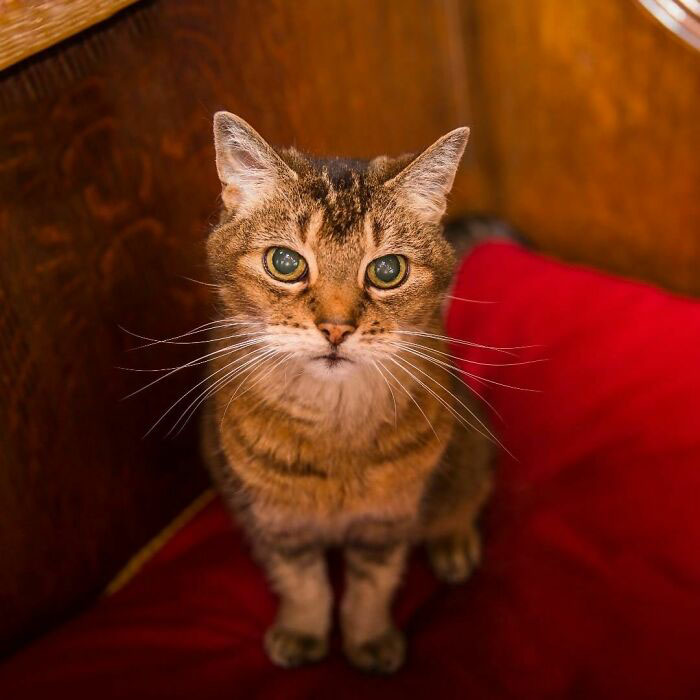 Когда-то Доркинс Магнификат была бездомной кошкой, которая нашла любящий дом в Саутваркском соборе холодным зимним днём &#8203;&#8203;в 2008 году.
