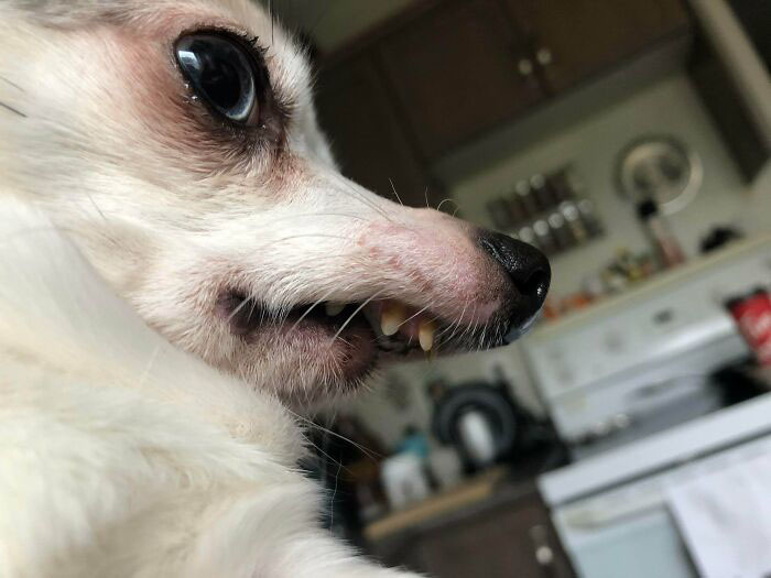 Моя собака, Клюв. Это его лучший ракурс, демонстрирующий его грозные зубы.