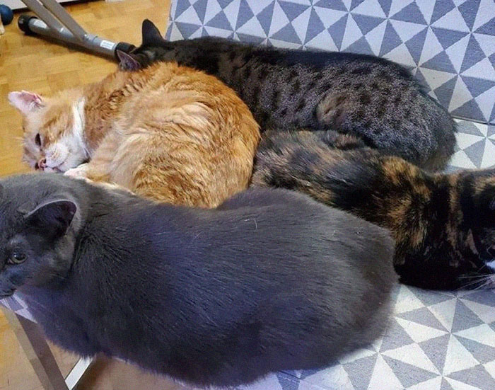 Аслан подружился с другими кошками.