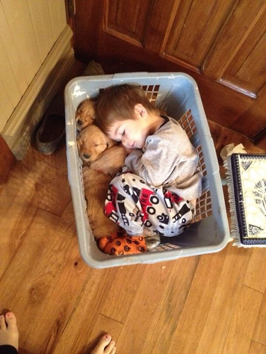 Малыш заснул в корзине со своими щенками золотистого ретривера.