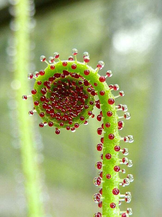 Просо Дьюи (Drosophyllum Lusitanicum), хищное растение.