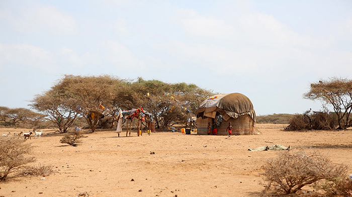Как сегодня живут люди в стране, история которой похожа на притчу о библейских казнях: непризнанный Сомалиленд 