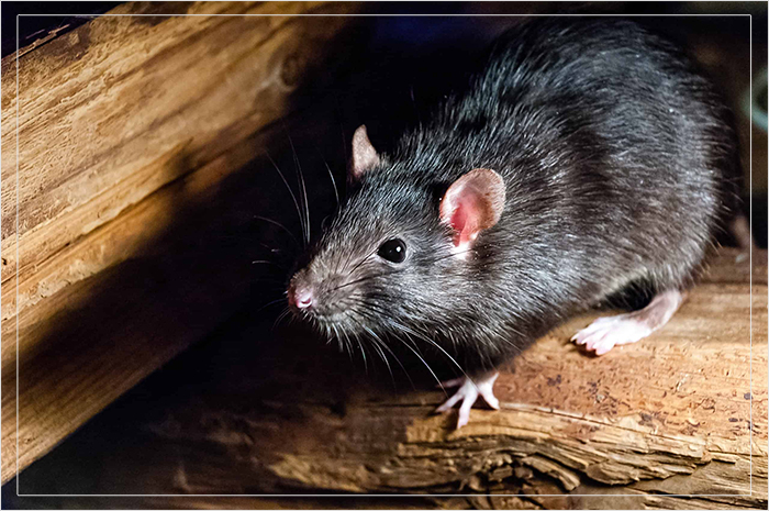 Крыса, представитель вида Rattus rattus.