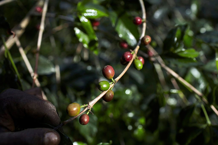 Дикие кофейные деревья до сих пор растут в лесах и на фермах Бонги. / Фото: wikipedia.org