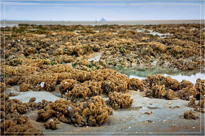 Риф сотовых червей в бухте Мон-Сен-Мишель.