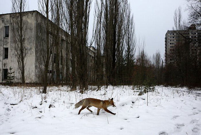 Сегодня природа отвоевала у людей своё и в Чернобыльской зоне настоящий заповедник. / Фото: lrt.lt