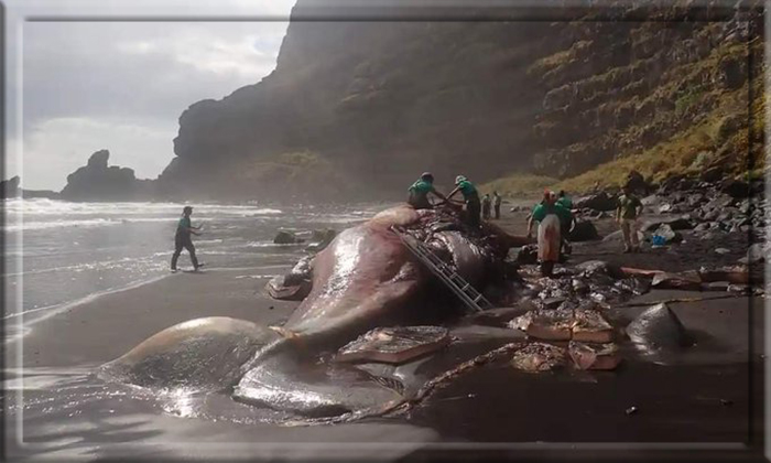 Учёные стараются сделать всё возможное, чтобы смерть кита не была напрасной.