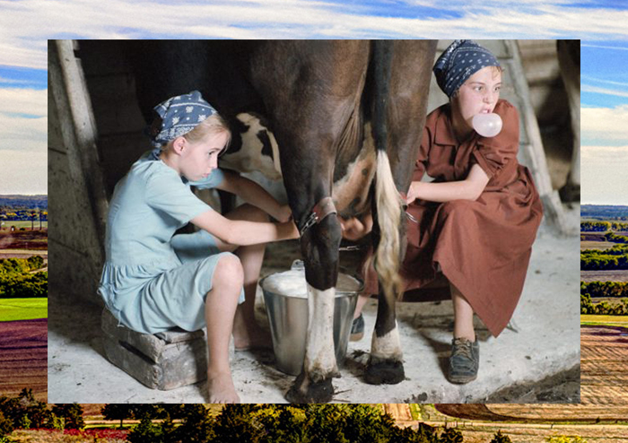 Две девушки амишей доят корову.