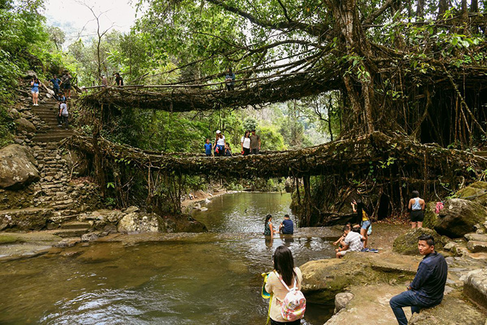 В индийском штате Мегхалая есть 72 живых моста, возраст некоторых из которых составляет 500 лет. Одним из самых известных является двухэтажный мост в деревне Нонгриат. / Фото: atlasobscura.com