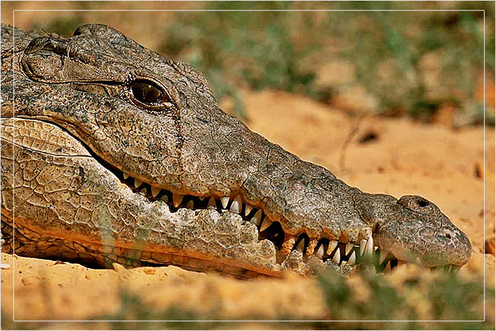 Крокодилы плачут, потому что так их организм избавляется от избыточных солей.