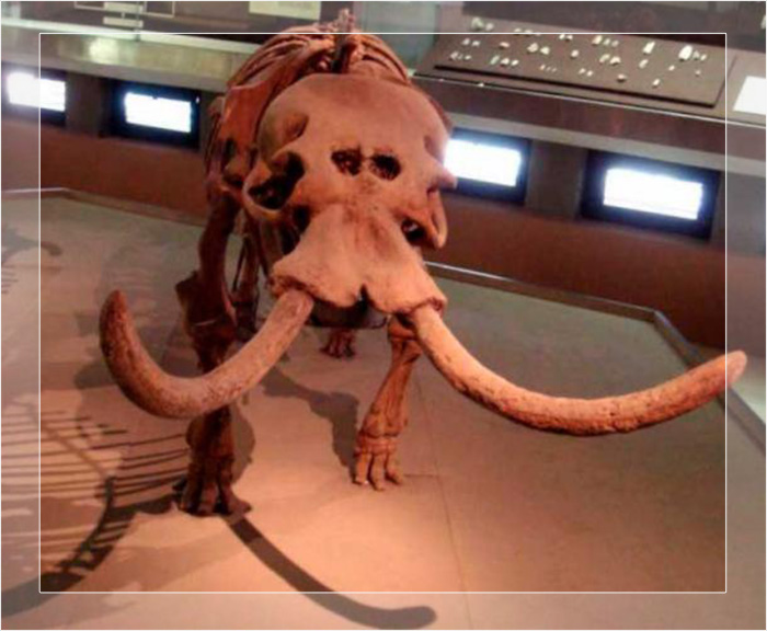 Карликовый слон с большими носовыми полостями из Археологического музея Сиракуз в Италии.