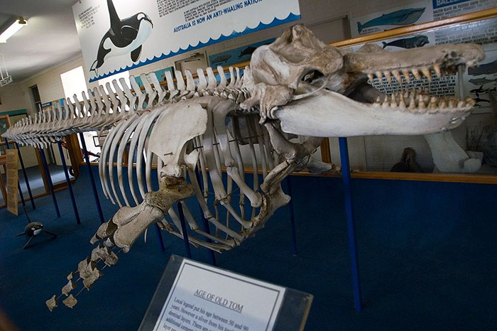 Скелет Старого Тома в Музее косаток в Эдеме. / Фото: Wikimedia Commons