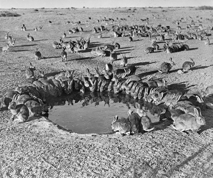 Кролики вокруг водопоя в вольере для испытаний миксоматоза на острове Варданг в 1938 году. / Фото: Wikimedia Commons