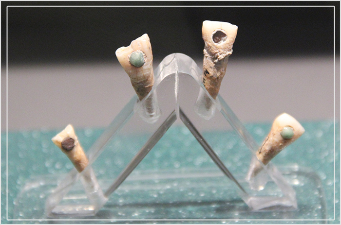Археологи нашли зубы майя, украшенные драгоценными камнями.