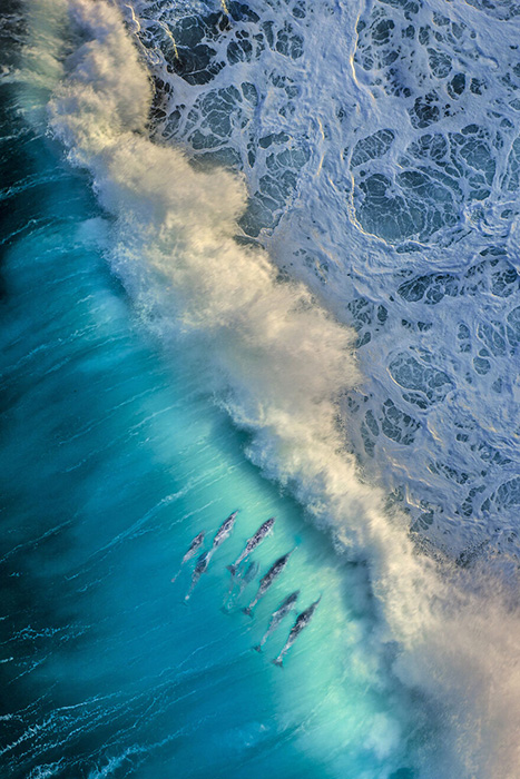 «Стая дельфинов ловит волну. Мыс Натуралист, Западная Австралия». / Фото: Майкл Халувана/oceanphotographyawards.com