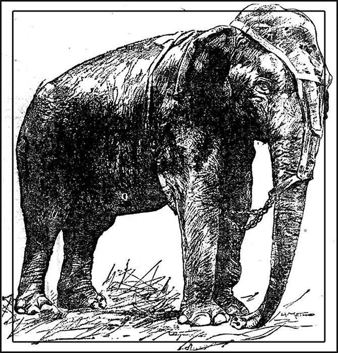 Иллюстрация Топси, опубликованная в St. Paul Globe 16 июня 1902 года.