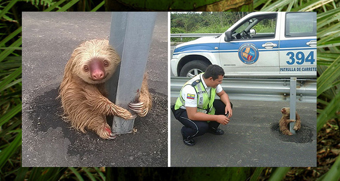 Офицеры эквадорской полиции спасли ленивца, который цеплялся за столб и пытался перейти оживлённое шоссе.