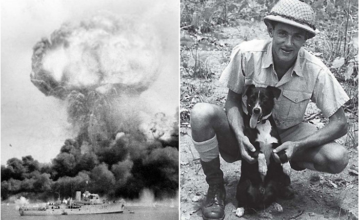 Как одна бездомная собака спасла от бомбардировок целый город: пёс Стрелок - Ангел Дарвина 