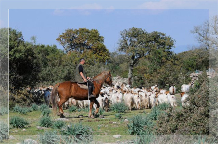 Пастух на лошади пасёт овец в Джара-ди-Гестури, район Ористано на Сардинии.
