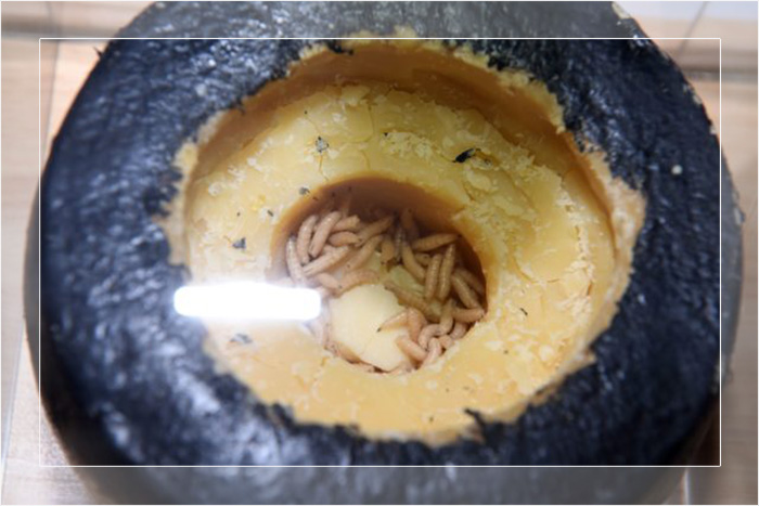 Касу Марцу (Casu marzu), заражённый личинками сыр из Сардинии, Италия, представлен в Музее отвратительной еды в Лос-Анджелесе, Калифорния.