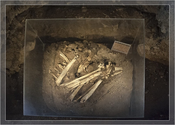 Стеклянная витрина с костями, найденными в пещере Теопетра.