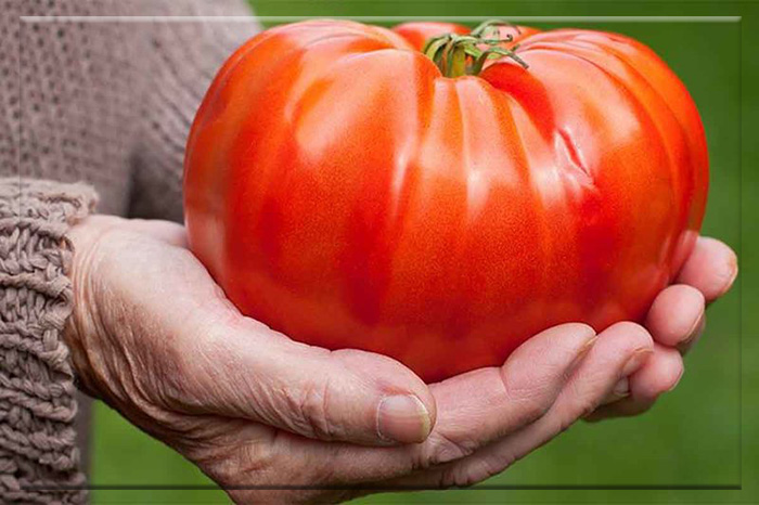 Кулинария определяет помидор как овощ.