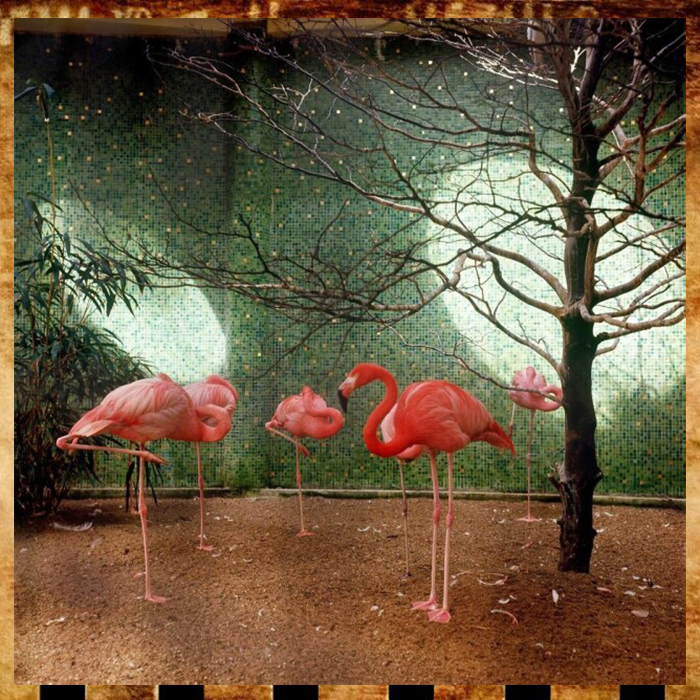 Фламинго в зоопарке Роттердама.