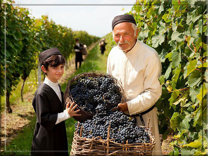 Сбор винограда в Грузии - это большой праздник.