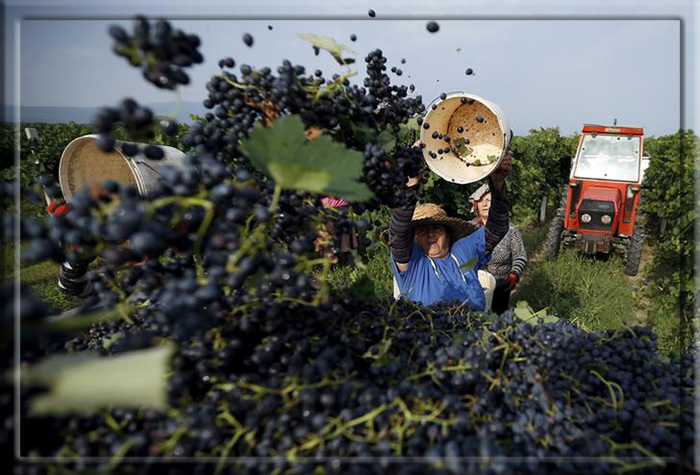 Традиции виноделия Грузии - это связь с предками. 