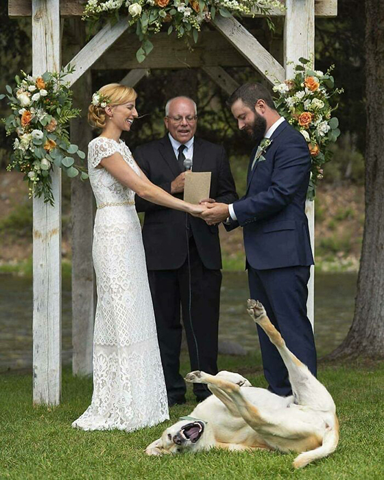 Кто-то не воспринимает свадьбу серьёзно... / Фото: reddit.com