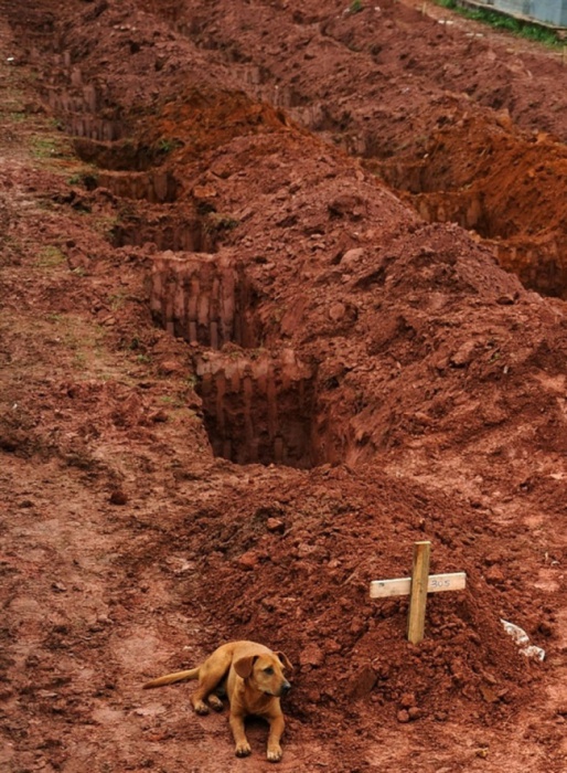 Собака по имени Лиао, сидящая в течение двух дней у могилы хозяина, который погиб в жутких оползнях. Рио-де-Жанейро, 15 января 2011 год.