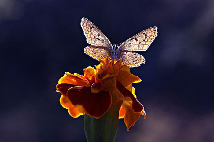 Цветок и бабочка.