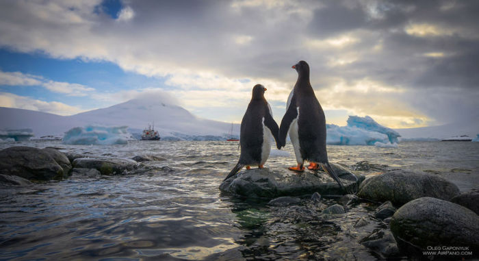 Любовь пингвинов. Автор фото: группа российских фотографов AirPano.