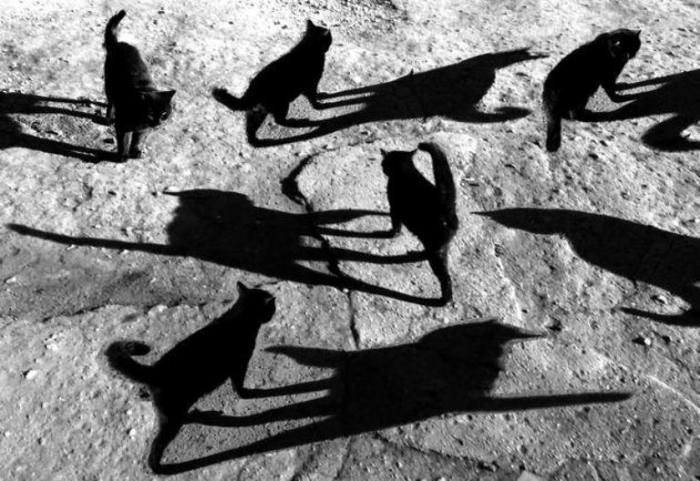 У каждого кота своё солнце. Сюрреалистические работы российского фотографа Алексея Меньшикова (Alexey Menschikov).