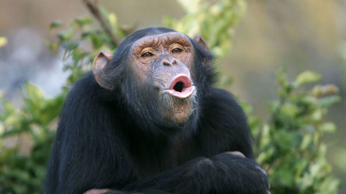 Шимпанзе. | Фото: google.ru.