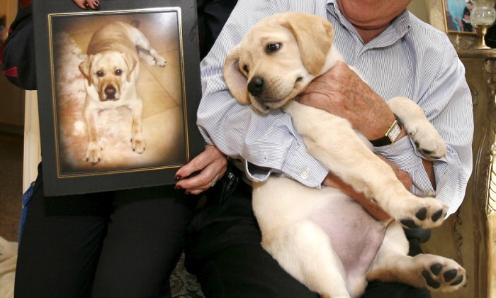 Первая клонированная в мире собака. | Фото: dailymail.co.uk.