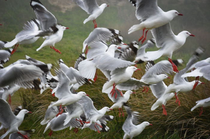 Чайки (Seagulls). Автор фото: Энтони Харрисон (Anthony Harrison).