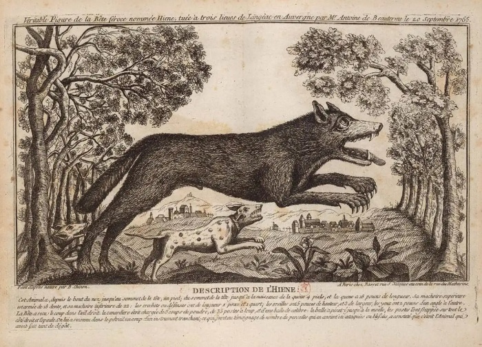 Изображение гиены, приписываемое Жеводанскому Зверю, 1765 год. \ Фото: pinterest.com.