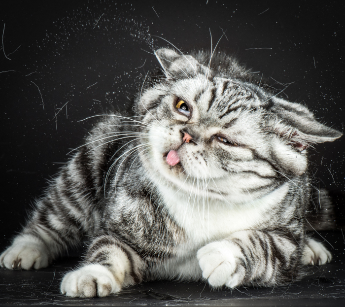 На фото: Джез (Jaz ). Фото-проект «Shake Cats» от фотографа Карли Дэвидсона (Carli Davidson).