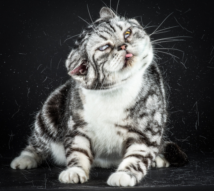 На фото: Джез (Jaz ). Фото-проект «Shake Cats» от фотографа Карли Дэвидсона (Carli Davidson).