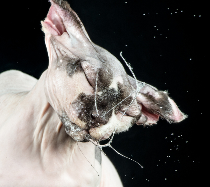 На фото: Бинкс (Binx). Фото-проект «Shake Cats» от фотографа Карли Дэвидсона (Carli Davidson).