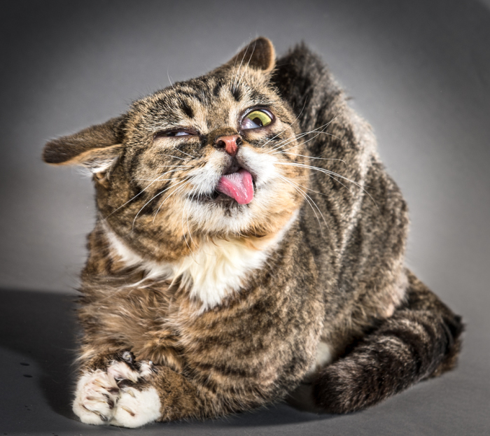 На фото: Лил Буб (Lil Bub). Фото-проект «Shake Cats» от фотографа Карли Дэвидсона (Carli Davidson).