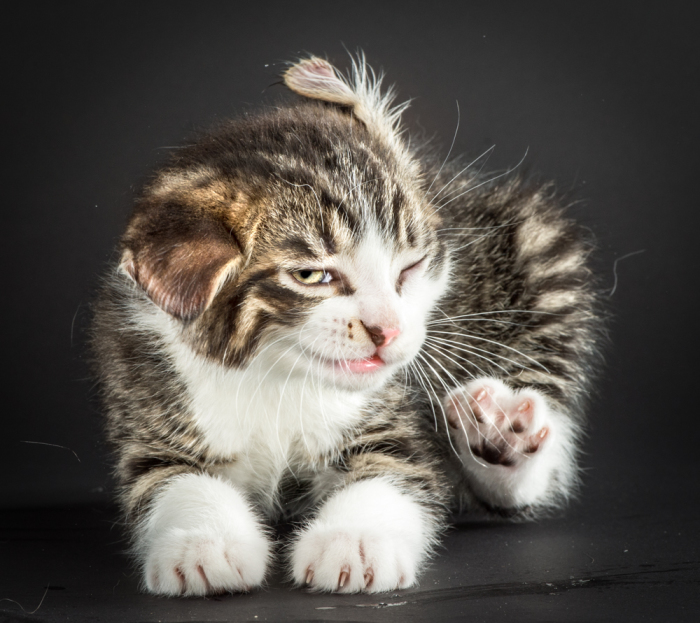 На фото: Рэски 12 (Rescue 12). Фото-проект «Shake Cats» от фотографа Карли Дэвидсона (Carli Davidson).