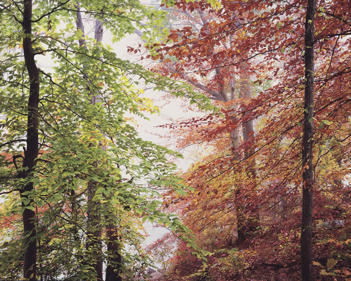Осенний лес, штат Огайо,  2014 год. Автор: Christopher Burkett.